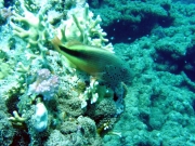 DSC04503m 