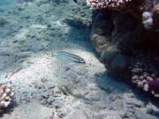 DSC04570m 