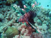 DSC04612m 