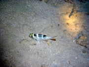 DSC04905m 