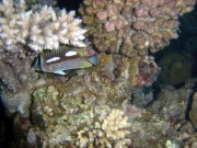 DSC04920m 