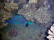 DSC04924m 