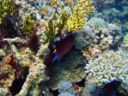 DSC04954m 
