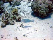 DSC05152m 