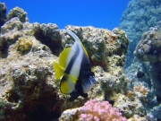 DSC05194m 