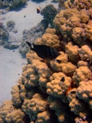 DSC05202m 