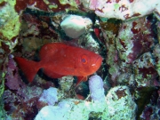 DSC05212m 