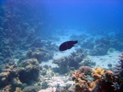 DSC05239m 