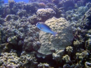 DSC05242m 