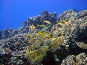 DSC05273m 