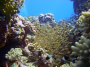 DSC05276m 