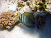 DSC05322m 