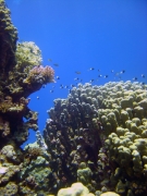 DSC05341m 