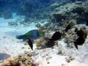 DSC05368m 