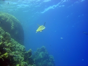 DSC05410m 