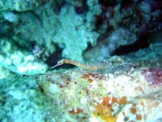 DSC05515m 