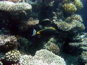 DSC05535m 