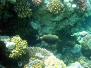 DSC05545m 