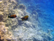 DSC05566m 