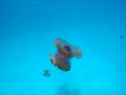 DSC05600m 