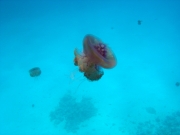 DSC05601m 