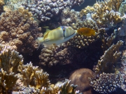 DSC05606m 