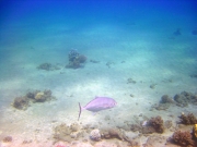 DSC05695m 