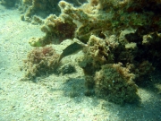 DSC05725m 