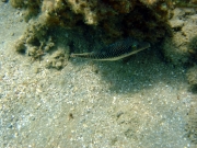 DSC05729m 