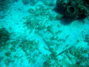 DSC00949 