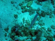 DSC00950 