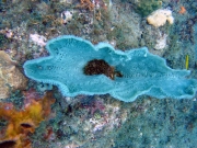 DSC00709 