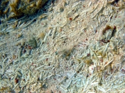 DSC02016 