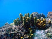 DSC00955 